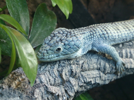 Abronia taeniata reptilienparadies.eu