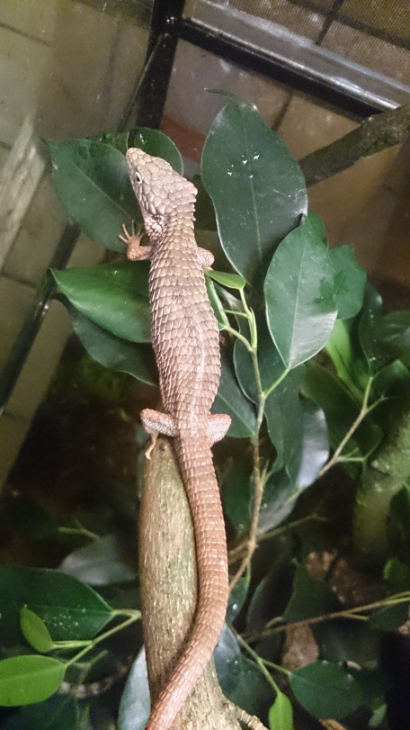 Abronia oaxacae reptilienparadies.eu