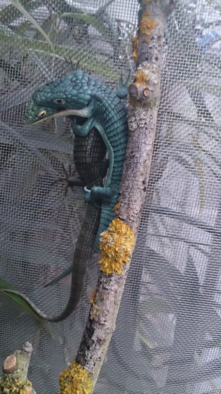 Abronia graminea reptilienparadies.eu