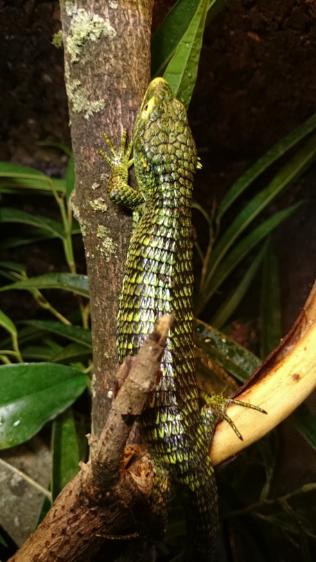 Abronia vasconcelossi reptilienparadies.eu