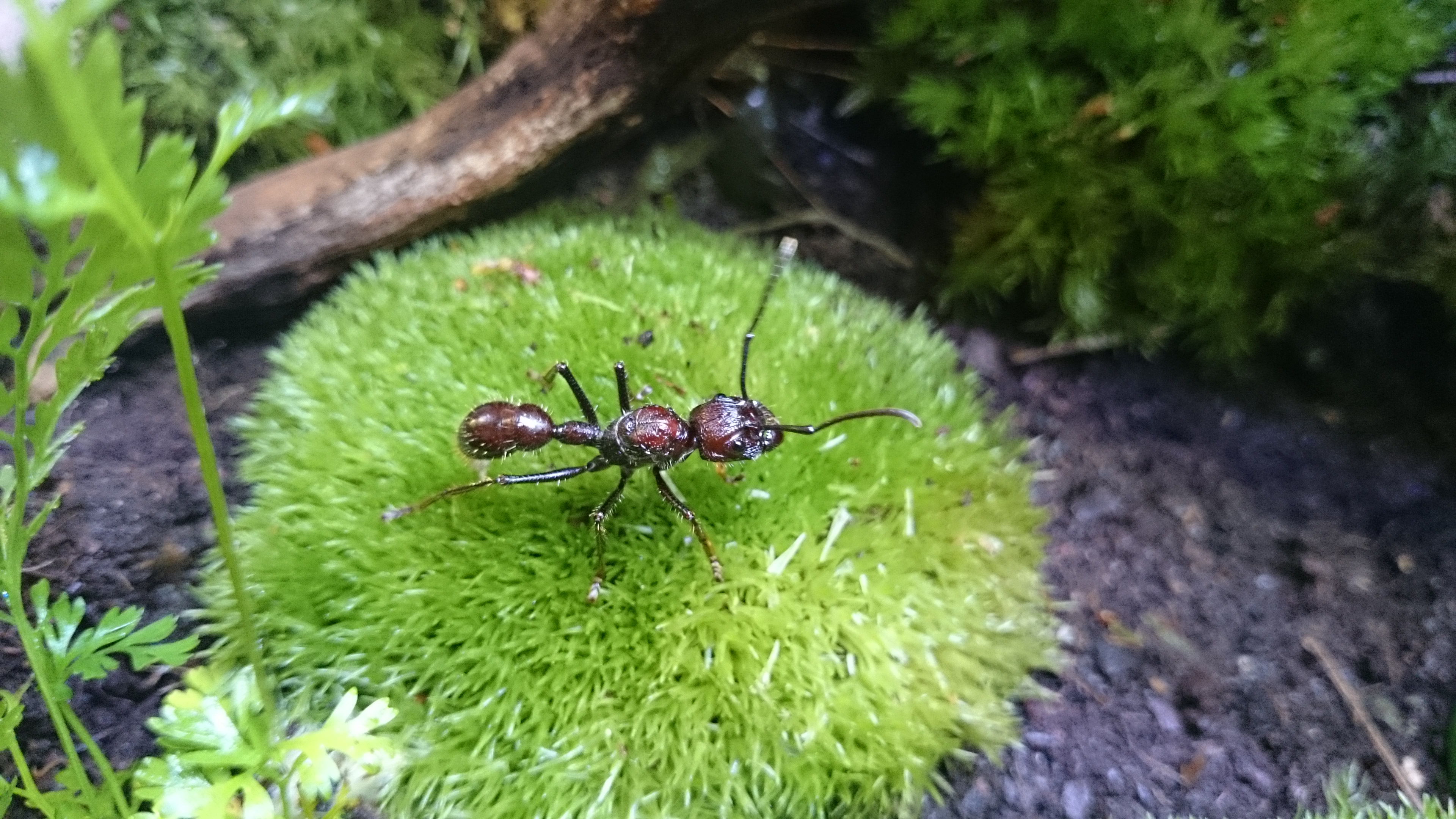 Paraponera clavata reptilienparadies.eu