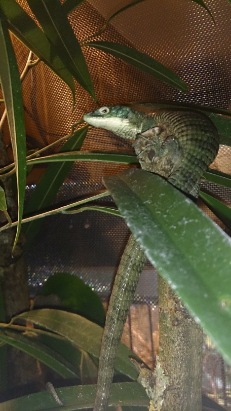 Abronia graminea reptilienparadies.eu